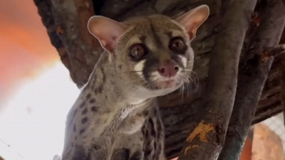 Пятнистая генетта Алиса показала свои охотничьи навыки при свете ламп