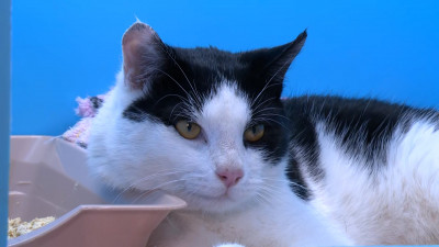 Кота, спасенного на набережной канала Грибоедова, отдали хозяйке