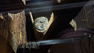 Манулы Ленинградского зоопарка перешли в режим зажировки