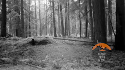 Спящих барсуков в Ленобласти навестил неожиданный гость