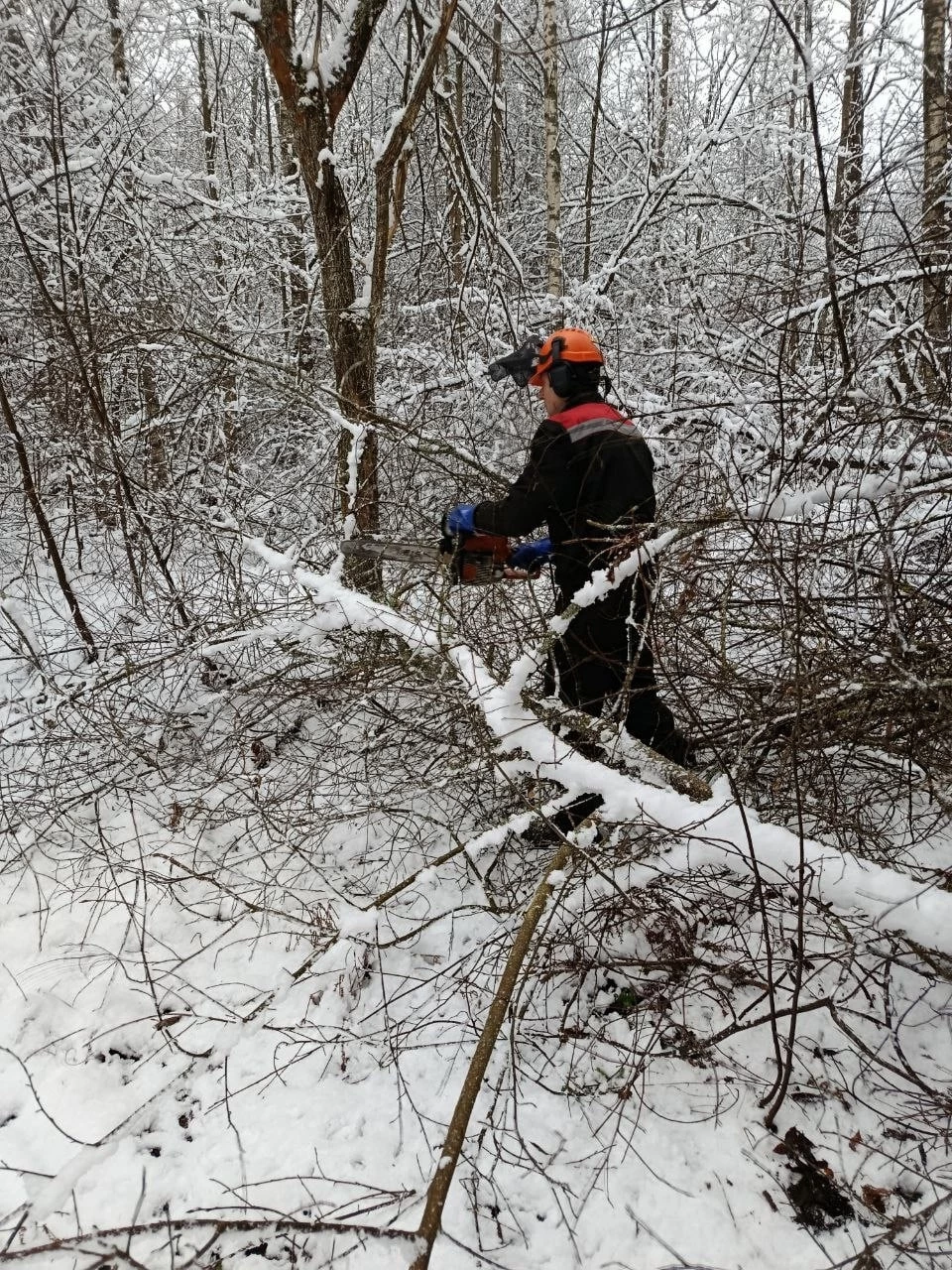 Петербург вернулся к подготовке парков и лесов к зиме - tvspb.ru
