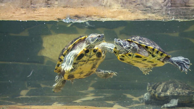 «Неудобные» питомцы: чем опасна продажа красноухих черепах