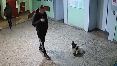 «Перепил и плохо соображал»: суд назначил наказание петербуржцу, кинувшему соседскую собаку в стену