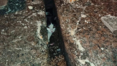 Застрявший под плитами набережной канала Грибоедова кот оказался домашним — хозяйка узнала любимца, увидев в новостях