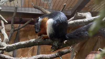 Ленинградский зоопарк показал яркую белку Превоста из Юго-Восточной Азии