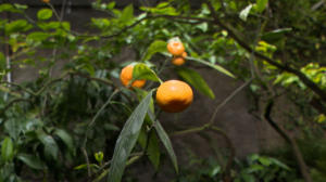 Померанцы, портунеллы, апельсины — в Ботаническом саду сочный оранжевый фейерверк созревающих цитрусовых и редкий банан Басё
