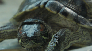 Неудобные долгожители. Почему так часто красноухих черепах подбрасывают в зоопарк?