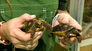 Пополнение в семье редких угольных черепах