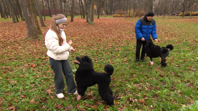 За выгул собаки без намордника и поводка придется платить штраф: в Петербурге приняли новый закон