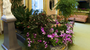 Не отцветут никогда: орхидеи — самые главные цветы Александровского дворца Царского Села