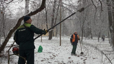 Пришла зима: в Петербурге началась санитарная обрезка деревьев и кустов