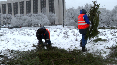 В Петербурге началась предзимняя санитарная обрезка деревьев