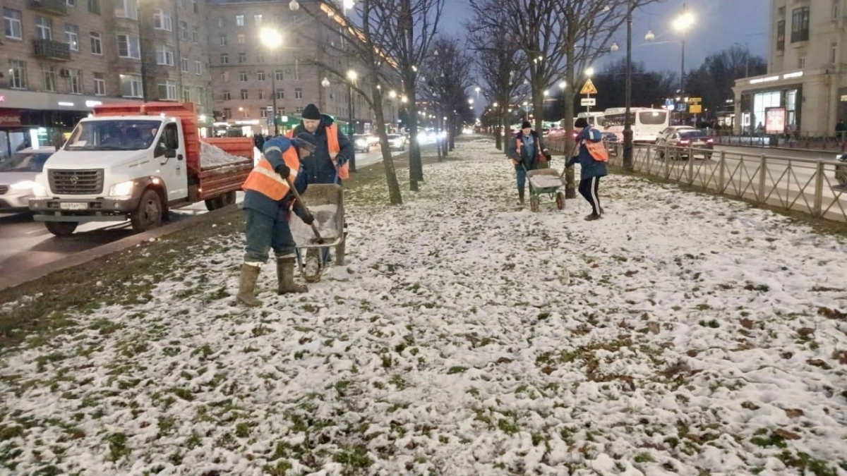 Безопасное удобрение для лип: как садовники ухаживают за деревьями на Московском проспекте - tvspb.ru