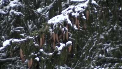 120-летнюю ель привезут на Дворцовую площадь из Копорья