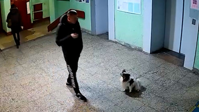 На улице Маршала Говорова мужчина кинул в стену собаку 16-летней соседки