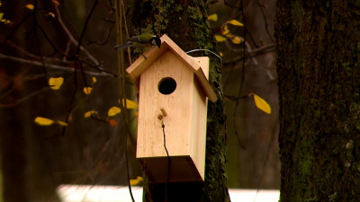 Праздник для пернатых: в Екатерингофе прошла акция «Синичкин день»