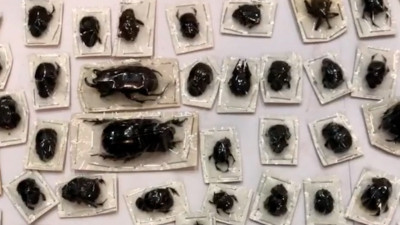 Сюрприз из Перу: в Москве таможенники вернули отправителю посылку с жуками стоимостью 1,5 млн рублей