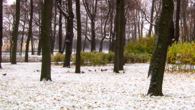 В Петербурге выпадет до 5 см снега 18 ноября