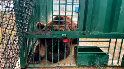 Бурых медведей из Дагестана привезли в хоспис под Петербургом
