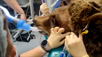 Петербургские врачи спасли медведя с хроническим насморком