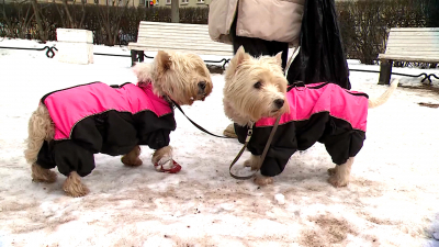 Новый закон о содержании собак вступил в силу в Петербурге
