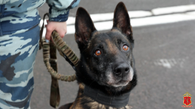 Служебный пёс Ямато помог полиции задержать поджигателя вышки связи в Ленобласти