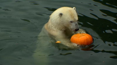В честь дня рождения: как белая медведица Хаарчаана демонстрирует свои навыки в медицинском тренинге