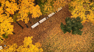 Гармония осени. Время года и жанр искусства