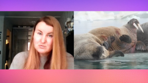 День моржа в России. Как меняется популяция ластоногих в Арктике