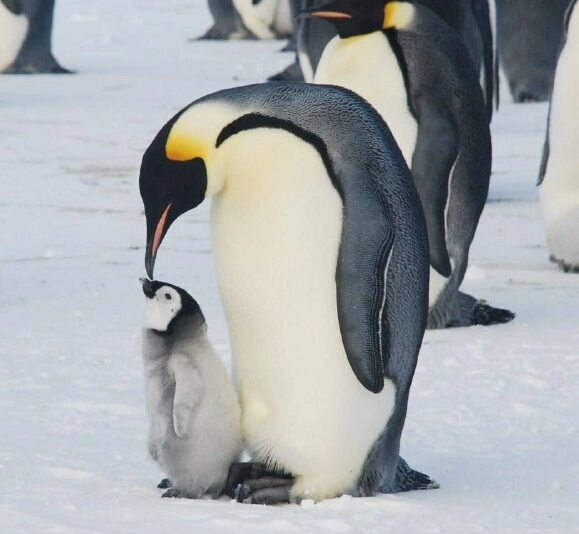 С Днем матери: Даже на самых холодных полюсах мамы дарят своим малышам все свое тепло, любовь и заботу - tvspb.ru