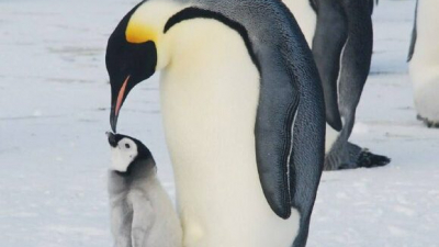С Днем матери: Даже на самых холодных полюсах мамы дарят своим малышам все свое тепло, любовь и заботу