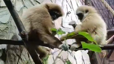 Обезьян накормили вкусными гостинцами из Ботанического сада Петра Великого