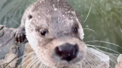 В Ленинградском зоопарке выдра приняла камеру за рыбу