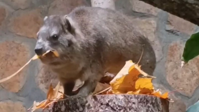 Даману Сене подарили вкусное осеннее угощение