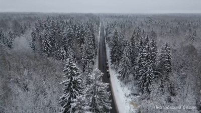 В Копорье выбрали главную новогоднюю ель Петербурга