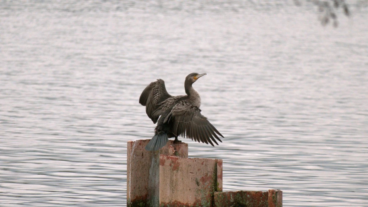 На Сестрорецке заметили большого баклана, отдыхающего после рыбалки - tvspb.ru