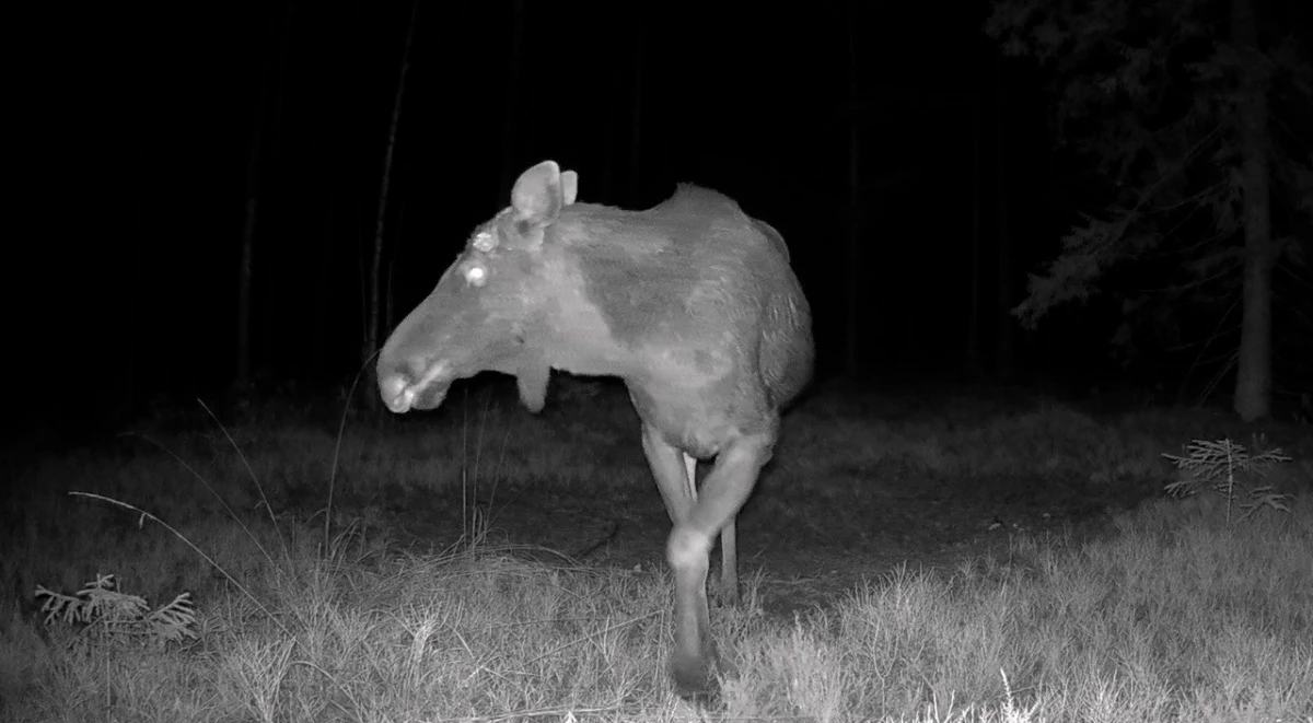 Лоси начали сбрасывать рога в лесах Ленобласти - tvspb.ru