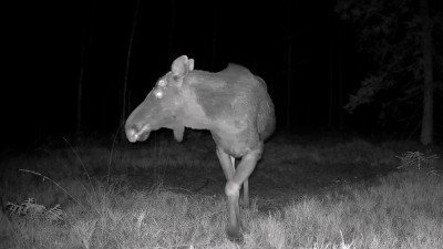 Лоси начали сбрасывать рога в лесах Ленобласти