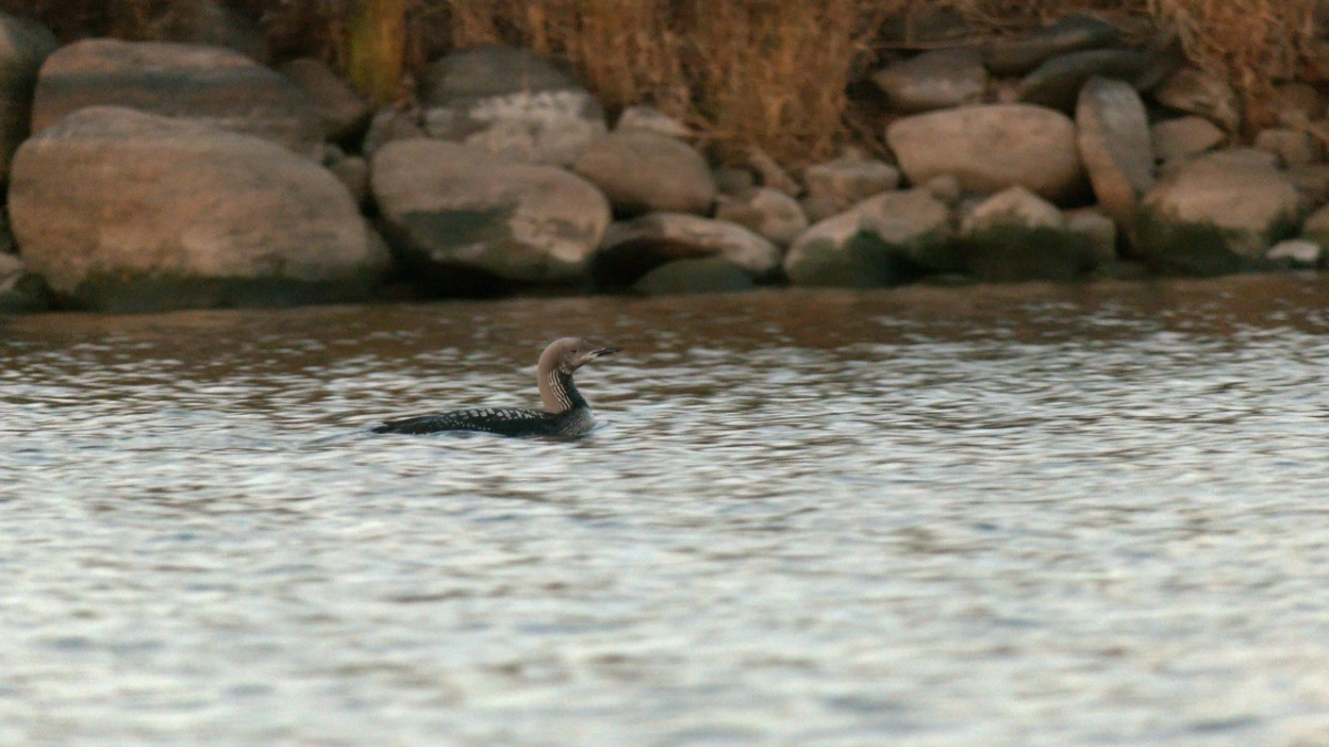 Могут лаять и говорить человеческим голосом: на Ладожском озере заметили редких птиц - tvspb.ru