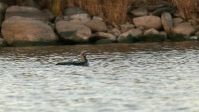 Могут лаять и говорить человеческим голосом: на Ладожском озере заметили редких птиц