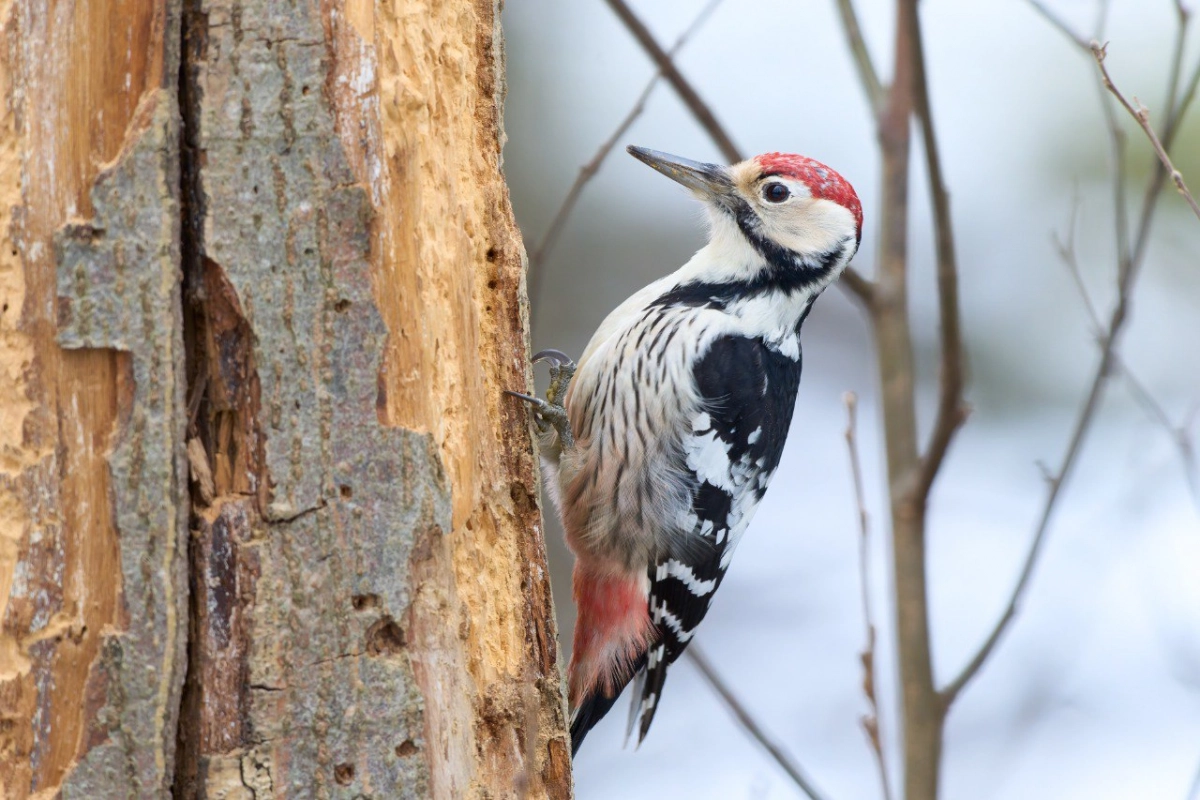 Редкого дятла заметили в одном из парков Петербурга - tvspb.ru