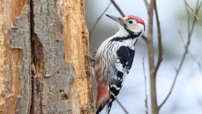 Редкого дятла заметили в одном из парков Петербурга