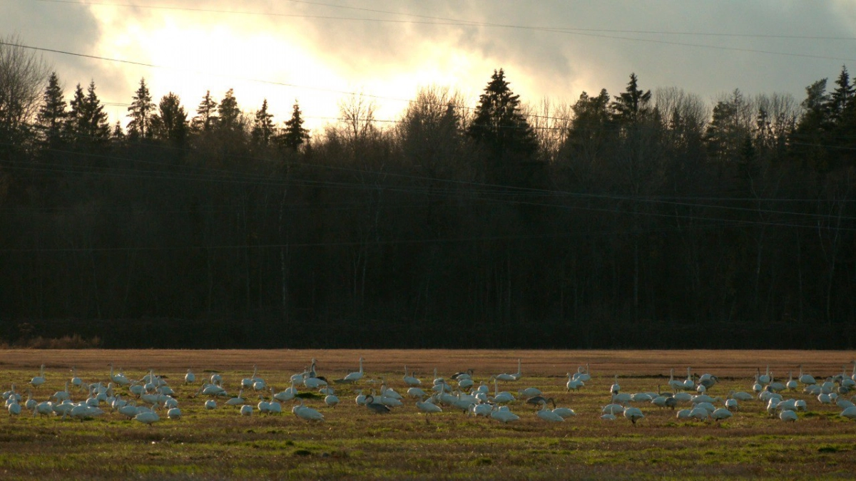 Около полутысячи лебедей-кликунов заметили на поле в Ленобласти - tvspb.ru