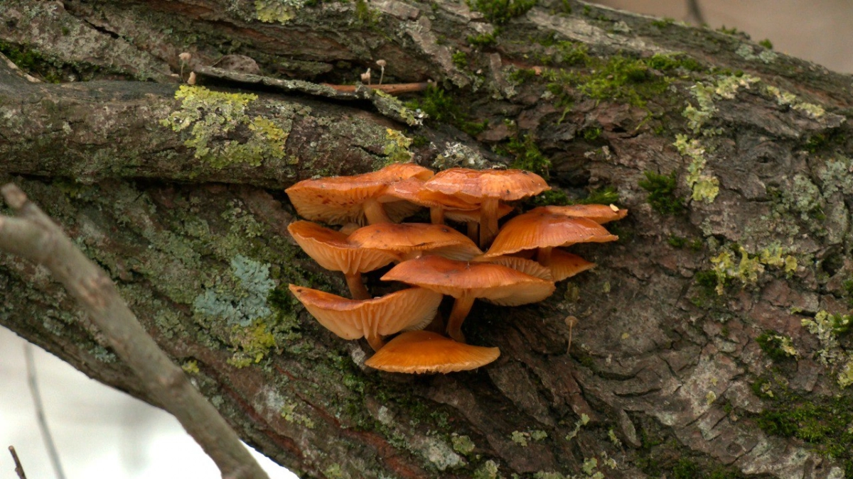 В парке Петербурга выросли зимние опята: биолог Глазков не рекомендует их собирать - tvspb.ru