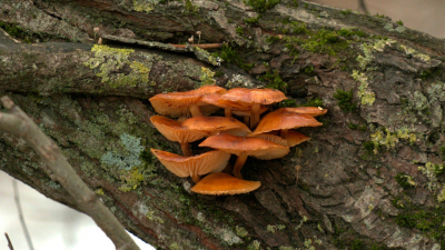 В парке Петербурга выросли зимние опята: биолог Глазков не рекомендует их собирать