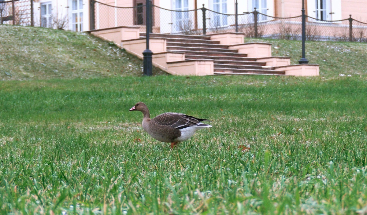 Отставшего от стаи белолобого гуся заметили в парке Монрепо - tvspb.ru