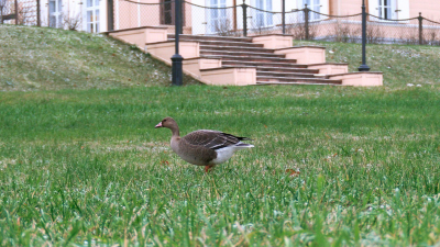 Отставшего от стаи белолобого гуся заметили в парке Монрепо