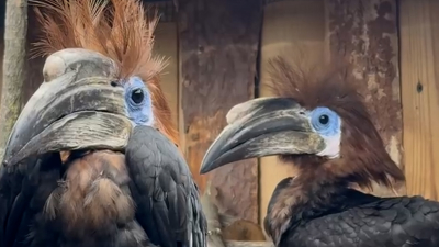 Доверие и дружба: как черношлемные калао нашли общий язык с людьми в Ленинградском зоопарке