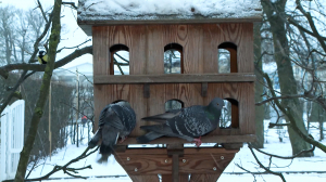 Завтрак для синичек: в Царскосельских парках открылись «птичьи столовые»