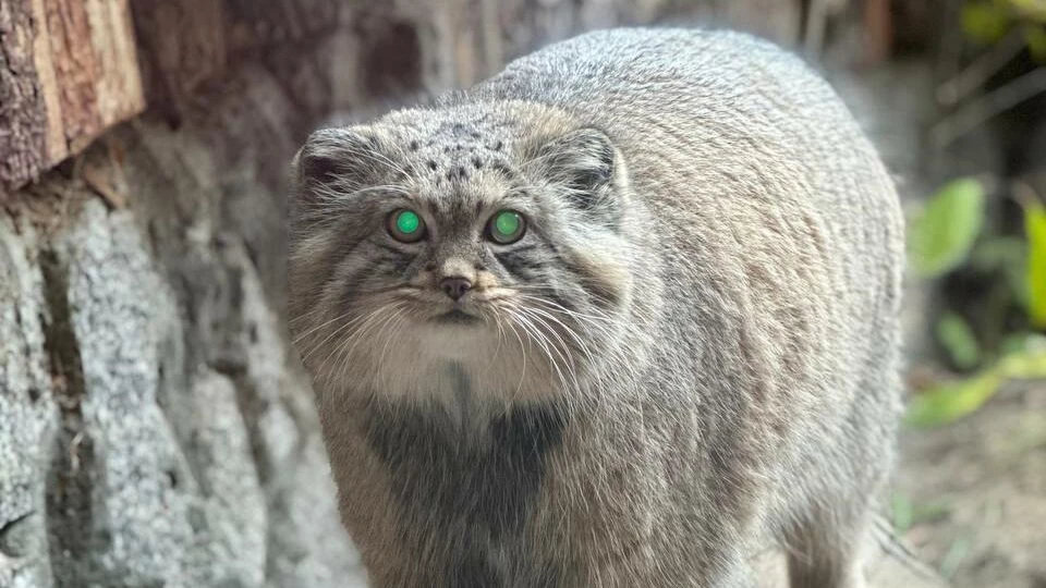 В Ленинградском зоопарке манул преуспел в зажировке - tvspb.ru